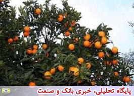 چالش های باغداری در مازندران